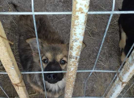 В волгоградском горпитомнике построили 27 вольеров для спасенных собак